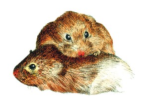 Voles in Love! Illustration by Dugland Stermer for TIME 2008